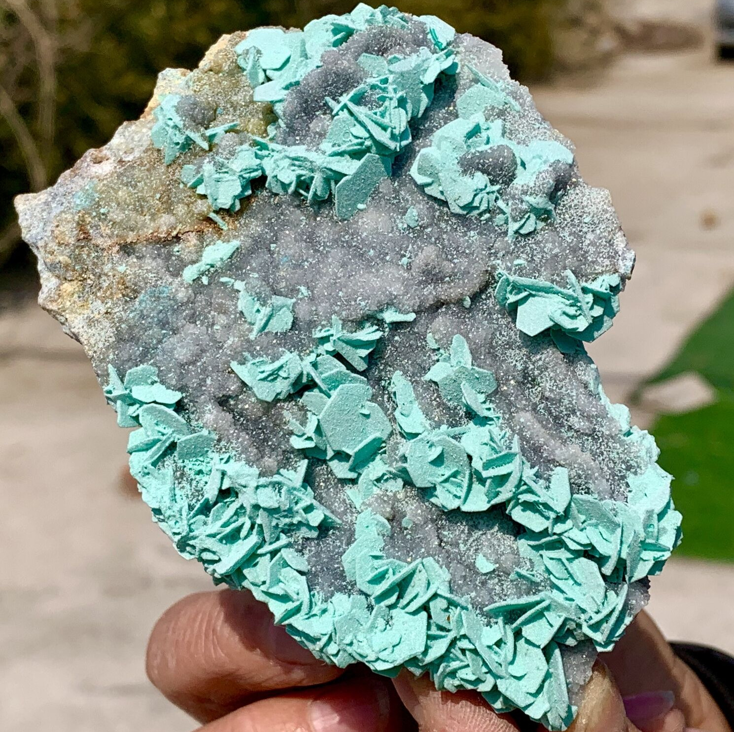 412G Natural CHALCOPHYLLITE&ANTLERITE * Rare ARSENATE Minerals-Museum level