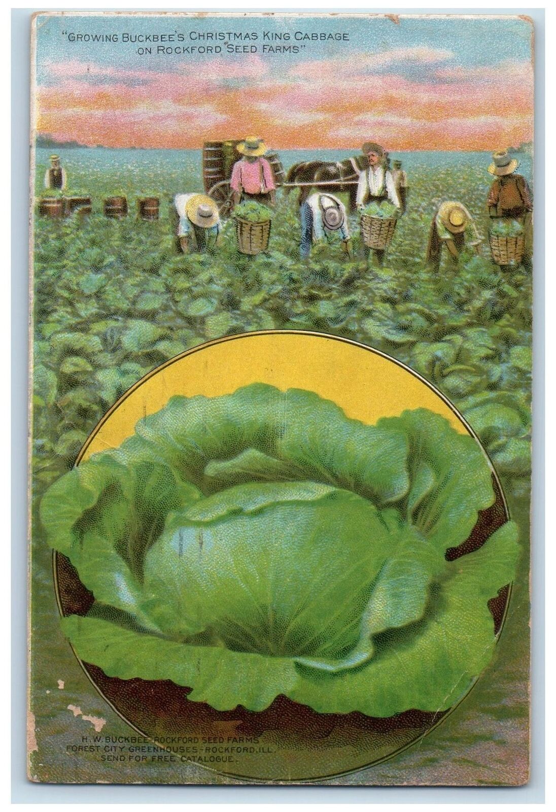 1910 Growing Buckbee's Christmas King Cabbage On Rockford Seed Farms IL Postcard