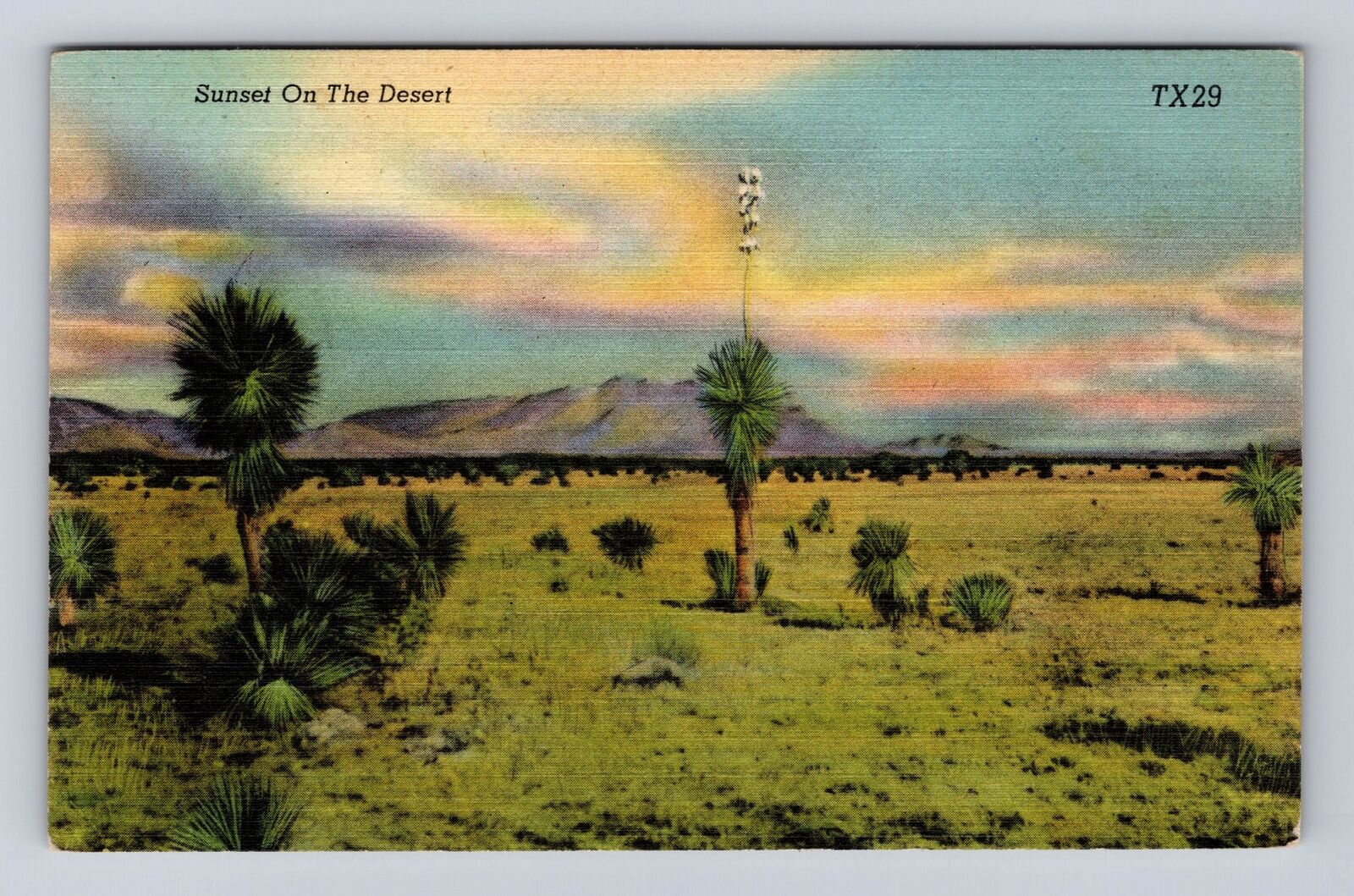 Sunset on the Desert, Plants, Antique Vintage Souvenir Postcard