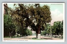 The Washington Elm, Cambridge Massachusetts Vintage Postcard picture