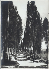 Constantinople, Eyoub, Turkish Cemetery, Vintage Print, 1919 Vintage Print Shooting picture