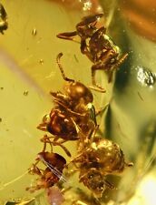 Pairs of ants helping each other out of resin, in Dominican Amber picture
