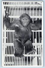 Chicago Illinois IL Postcard Rajah Male Gorilla French Cameroon c1960's Vintage picture