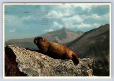 Vintage Postcard Yellow Bellied Marmot Long’s Peak picture