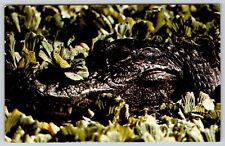 American Alligator Naples Florida FL Postcard VTG UNP McGrew Unused Vintage picture