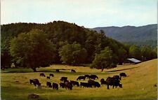 Herd of cows in cades Cove RPPC - A326 picture