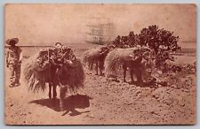 Postcard Mules Carrying Hay Mexico PM Mexico DF Cancel WOB Note c1937 VTG picture
