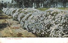 A Hedge of Marguerites CA California c1907 Postcard D360 picture