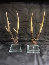 Pair Identical Antlers Mounted On Glass Lucite Bases Taxidermy Oddities 15” High picture