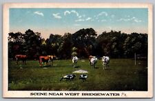 West Bridgewater Pennsylvania Animals Cattle Cows Birds Farm Vintage Postcard picture