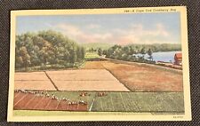 Hyannis, MA Vintage Linen Postcard A Cape Cod Cranberry Bog picture