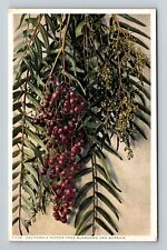 CA-California, California Pepper Tree Blossoms, Berries Antique Vintage Postcard picture