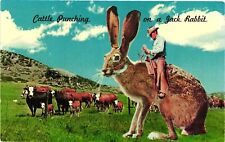 Vintage Postcard- CATTLE PUNCHING ON A JACK RABBIT picture
