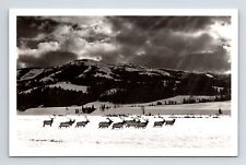 RPPC Herd of Elk by Snowy Mountains Missoula Montana MT Real Photo Postcard picture