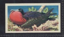 MAGNIFICENT FRIGATE BIRD - 60 + year old English Trade Card # 34 picture