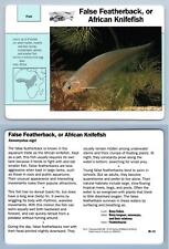 False Featherback/African Knifefish #95.13 Fish Grolier Wildlife Adventure Card picture