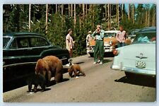 Billings Montana MT Postcard Yellowstone Park Bears Cub Traffic Amusement c1960 picture