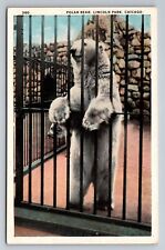 Polar Bear Lincoln Park Chicago Illinois Vintage Unposted Postcard picture