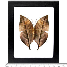Kallima inachis verso REAL FRAMED BUTTERFLY LEAF MIMIC CHINA picture