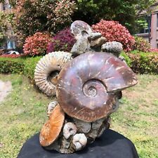 27.78LB TOP Natural Beautiful ammonite fossil conch Crystal specimen heals 1215 picture