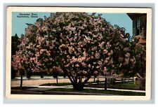 Oleander Tree, Galveston TX c1920 Vintage Postcard picture