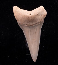 Fossil Ancestral Great White Shark Tooth from CHILE    2.08”    2197 picture