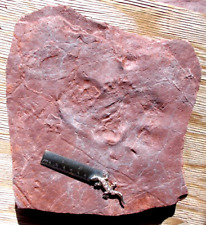 Dimetrodon footprint, El Pueblo late-Pennsylvanian ichnotelmafacies. picture