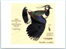 Postcard - Lapwing picture