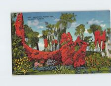 Postcard Beautiful Flame Vine in Sunny Florida USA picture