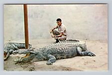 Buena Park CA- California, California Alligator Farm, Antique, Vintage Postcard picture