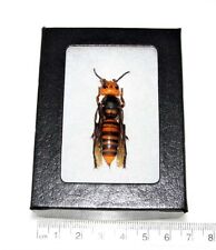 Vespa mandarinia wasp murder hornet QUEEN Japan unmounted framed picture