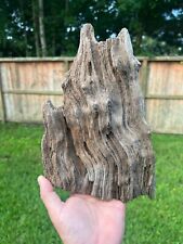 Texas Petrified Live Oak Wood Detailed Bark 10