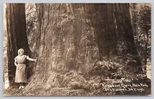 Postcard Richardson Grove State Park CA The Old Timer Redwood Beautiful Woman picture