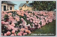 Postcard A Hedge of Hydranges in Winter, Vintage UK picture