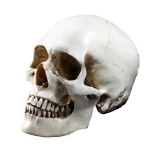 skull full size halloween horror decoration 1:1 Lifesize Teaching picture