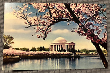 Vintage Postcard - Cherry Blossoms near Jefferson Memorial in Washington D.C. picture
