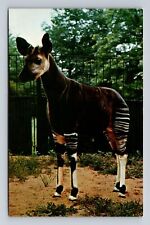 Brookfield IL-Illinois, Chicago's New Zoo Okapi, Vintrage Souvenir Postcard picture