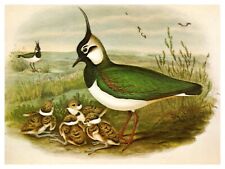 postcard Lapwing Birds in a field Loughborough England 7718 picture