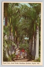 Postcard Royal Palm Lined Walk Caribbean Gardens Naples Florida picture