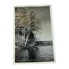 Postcard RPPC Birches on Second Lake Webb New York Vintage A584 picture