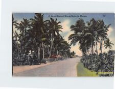 Postcard Palm Shaded Ocean Drive in Florida USA picture