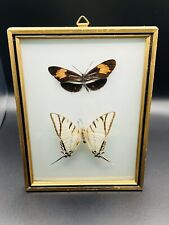 Vintage MCM Butterfly Taxidermy Specimen In Convex Bubble Glass Frame picture
