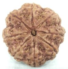 Rare Super Collector Size 8 Mukhi Rudraksha with 8 complete seeds - 29.80 mm picture
