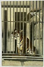 Lincoln Park Chicago Illinois Tiger Vintage Postcard picture
