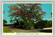 Clearwater FL-Florida, The Famous Kapok Tree, Vintage Postcard picture