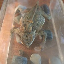 Vintage Stuffed Taxidermy Real Frog/Toad Figure picture