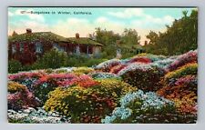 CA-California, Bungalows In Winter, Scenic View, Vintage Postcard picture