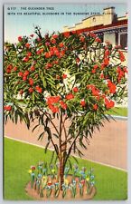 Oleander Tree Flowers Florida Street View Tropical Cancel Daytona Beach Postcard picture