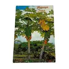 Postcard Papaya Trees in Hawaii Vintage B234 picture