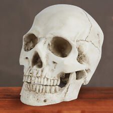 Lifesize 1:1 Human Skull Replica Resin Model Anatomical Medical Skeleton Decor picture